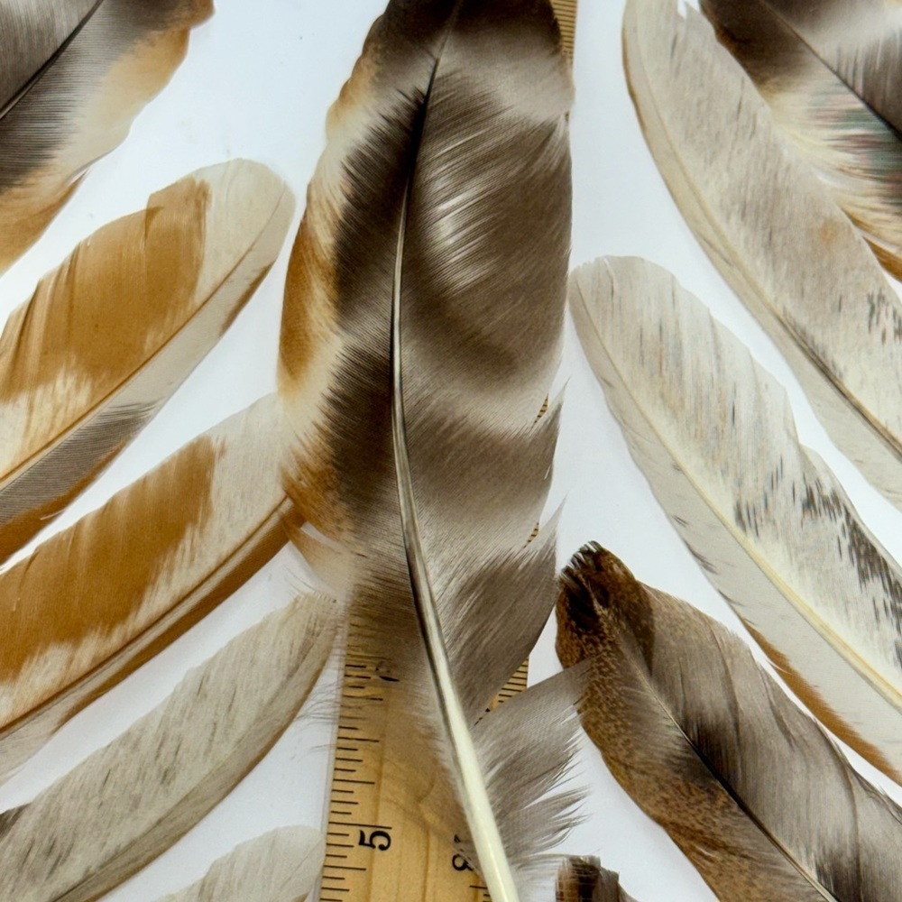 All Natural “Candy Corn Calico” Chicken feathers. Pack of 20